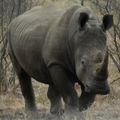 `Black Rhino On The Move` Original Digital Download Stock Photo.