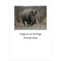 `Black Rhino On The Move` Original Digital Download Stock Photo.