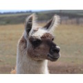 `Very Handsome Llama In Profile` Original Digital Download Stock Photo