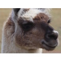 `Very Handsome Llama In Profile` Original Digital Download Stock Photo