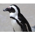 `African Penguin, Boulders Beach` Original Digital Download Stock Photo