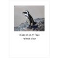 `African Penguin, Boulders Beach` Original Digital Download Stock Photo