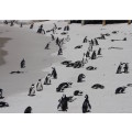 `African Penguins at Boulders` Original Digital Download Stock Photo