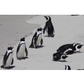`African Penguins at Boulders` Original Digital Download Stock Photo