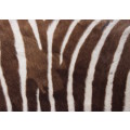 `Zebra Black & White Stripes` Original Digital Download Stock Photo