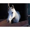`White Horse In The Stables` Original Digital Download Stock Photo