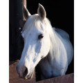 `White Horse In The Stables` Original Digital Download Stock Photo