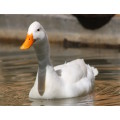 `White Pekin Duck in the Pond` Original Digital Download Stock Photo