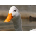 `White Pekin Duck in the Pond` Original Digital Download Stock Photo