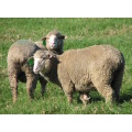 `Merino Sheep In The Meadow` Original Digital Download Stock Photo