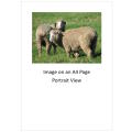 `Merino Sheep In The Meadow` Original Digital Download Stock Photo