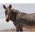 `Cape Mountain Zebra`Original Digital Download Stock Photo