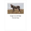 `Cape Mountain Zebra`Original Digital Download Stock Photo