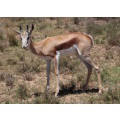 `Young Springbok Ram` Original Digital Download Stock Photo