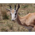 `Young Springbok Ram` Original Digital Download Stock Photo