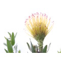 `Pincushion Protea Blooming` Original Digital Download Stock Photo