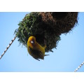 `Weaver Bird Crafting A Nest` Original Digital Download Stock Photo