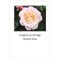 `White Camellia Flower` Original Digital Download Stock Photo