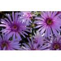 `African Daisies in the Wild` Original Digital Download Stock Photo