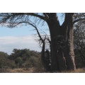 `Baobab Tree Kruger National Park` Original Digital Download Stock Photo
