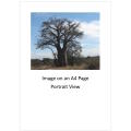 `Baobab Tree Kruger National Park` Original Digital Download Stock Photo