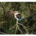 `Brown Hooded Kingfisher` Original Digital Download Stock Photo