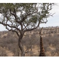 `Stretching Giraffe Kruger National Park` Original Digital Download Stock Photo