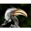 `Southern Yellow Hornbill in Profile` Original Digital Download Stock Photo