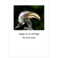 `Southern Yellow Hornbill in Profile` Original Digital Download Stock Photo