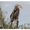 `Southern Yellow Hornbill, Perched, KNP` Original Digital Download Stock Photo