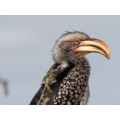 `Southern Yellow Hornbill, Perched, KNP` Original Digital Download Stock Photo
