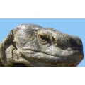 `Rock Monitor Lizard Close Up` Original Digital Download Stock Photo
