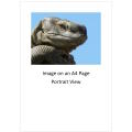 `Rock Monitor Lizard Close Up` Original Digital Download Stock Photo