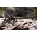 `Southern Rock Agama - Lizard` Original Digital Download Stock Photo
