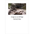 `Southern Rock Agama - Lizard` Original Digital Download Stock Photo