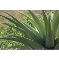 `Aloe Vera Cactus Leaves` Original Digital Download Stock Photo