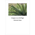 `Aloe Vera Cactus Leaves` Original Digital Download Stock Photo