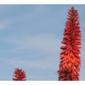 `Aloe Vera Flowers` Original Digital Download Stock Photo