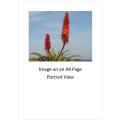 `Aloe Vera Flowers` Original Digital Download Stock Photo