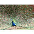 `Peacock Train` Original Digital Download Stock Photo