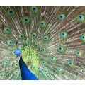 `Peacock Train` Original Digital Download Stock Photo