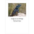 `Southern Rock Agama - Posing` Original Digital Download Stock Photo