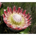 `King Protea Blooming` Original Digital Download Stock Photo