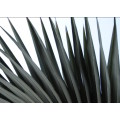 `Palm Fronds Fauna Abstract` Original Digital Download Stock Photo