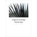 `Palm Fronds Fauna Abstract` Original Digital Download Stock Photo