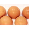 `Poultry Products: Fresh Eggs` Original Digital Download Stock Photo