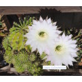 `Cactus: White Flower` Original Digital Download Stock Photo