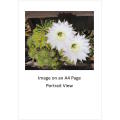 `Cactus: White Flower` Original Digital Download Stock Photo