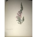 ARABELLA ROUPELL PIONEER ARTIST OF CAPE FLOWERS LIMITED EDITION