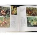 THE PROTEACEAE OF SOUTH AFRICA BY FRANK ROUSSEAU